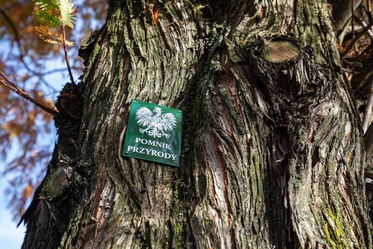 Metasekwoja nowym pomnikiem przyrody w Bielsku