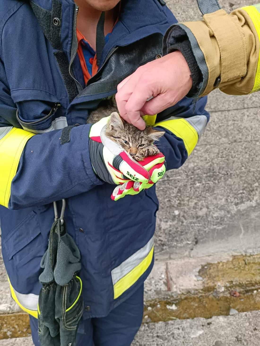 Tresna: strażacy wyciągnęli kotka z kanału drenażowego