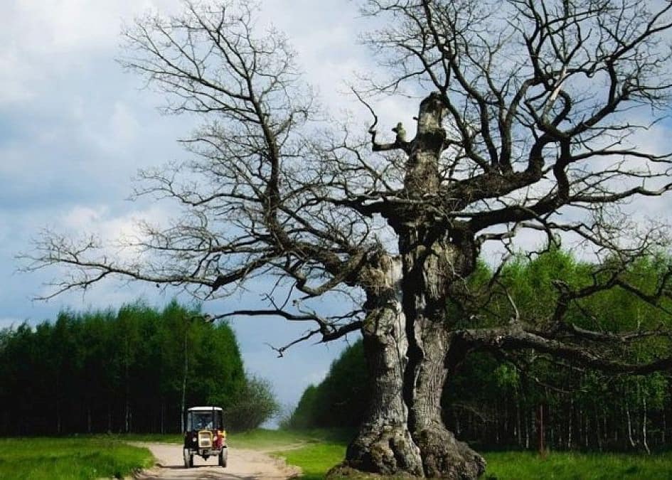 Międzynarodowy konkurs "Europejskie Drzewo Roku"