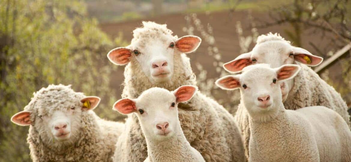 Wisła: Owce na Łemblej